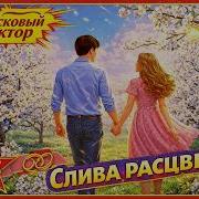 Слива Разцвела