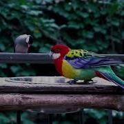 Yovvoyi Qushlar Sayrashi