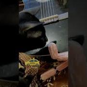 Соси Поедиш Н Такси