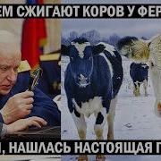 Красная Шапка