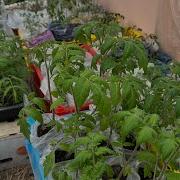 Настена Сластёна Любовь