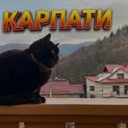 Переселенцы