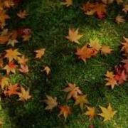 Куз Хакида Кушиклар