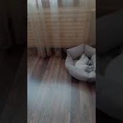 Софа Дура