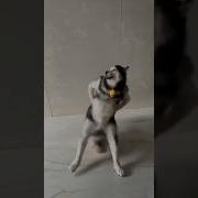 Husky Dancing