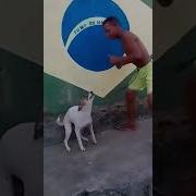 Dancing Brazil Dog Meme