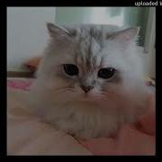 Ромашка Хочу Speed Up