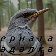 Пернатая Гадалка Песня