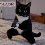 Озвучка Животных