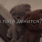 Ёлки Палки Лес Густой