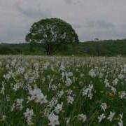 Ободзинский Русское Поле