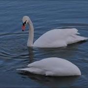 Замерзала Душа