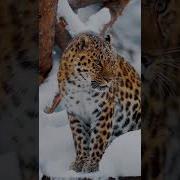 Constantinmd Не Падай