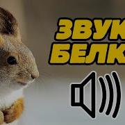 Белка Голос