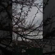 А В Саду Абрикоса Цветет