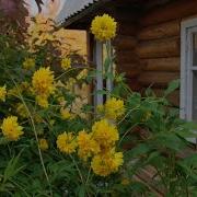 Песня В Гостях У Мамы