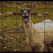 Goat Scream Meme