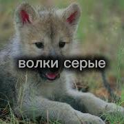 Караоке Маршал Волчонок