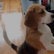 Лай Собаки Бигль