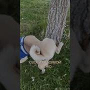 Пойдупойду Пописяю
