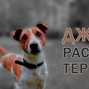 Лай Джек Рассел