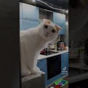 Котики С Колонкой