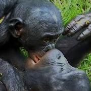 Service Секс Извращения С Животными