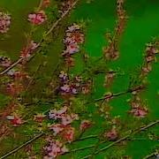 Яна Келар Сен Кутган Бахор