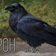 Вороны