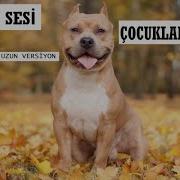 Hav Hav Sesi