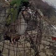 Садои Кабк Хангоми Шикор