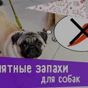 Чужой Запах Пес