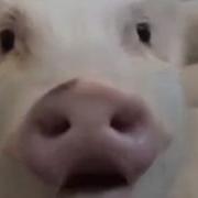 Чавкает Свинья