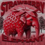 Strawberry Elephant Phonk