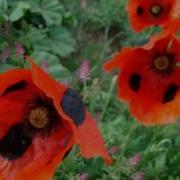 Bayram Gelir Elime Elimize