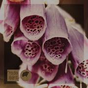 Daniel Rateuke Shivaya