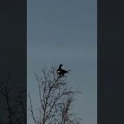Құр Құсы