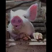 Гимн Украины Badpigges