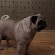 Гавканье Мопса