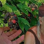 Ежевика Петр Сотник