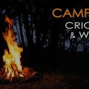 Crickets Night