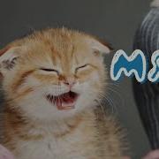 Дуба Дуба Дуба Песня