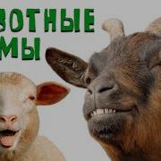 На Ферме Животные Для Детей