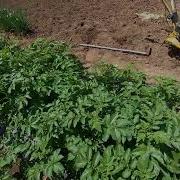 インカのめざめ