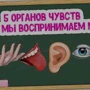 Пять Чувств