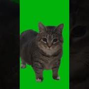 Котик Тутуту