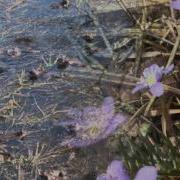 Минусовка Лесной Марш