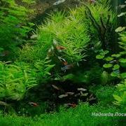 Сборник Музыки Для Сна