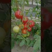 Садись Санька Падвязу