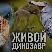 Пение Китоглава